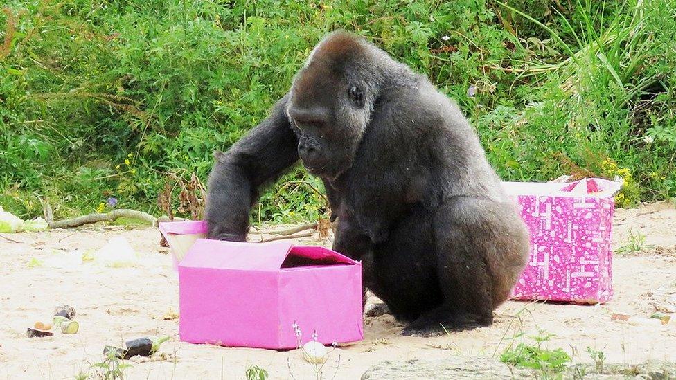 Salome, Western lowland gorilla