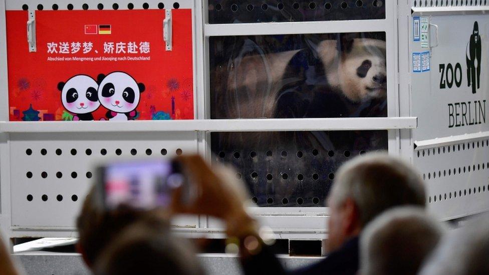 People take pictures of a panda in a transport box during a press conference at Schoenefeld airport near Berlin after the arrival of two pandas from China, 24 June 2017