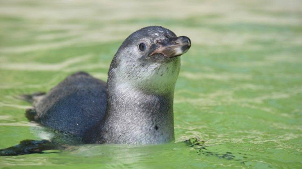 Crackle the Humboldt penguin chick