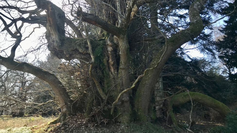 The Langley Park Sweet Chestnut in Montrose