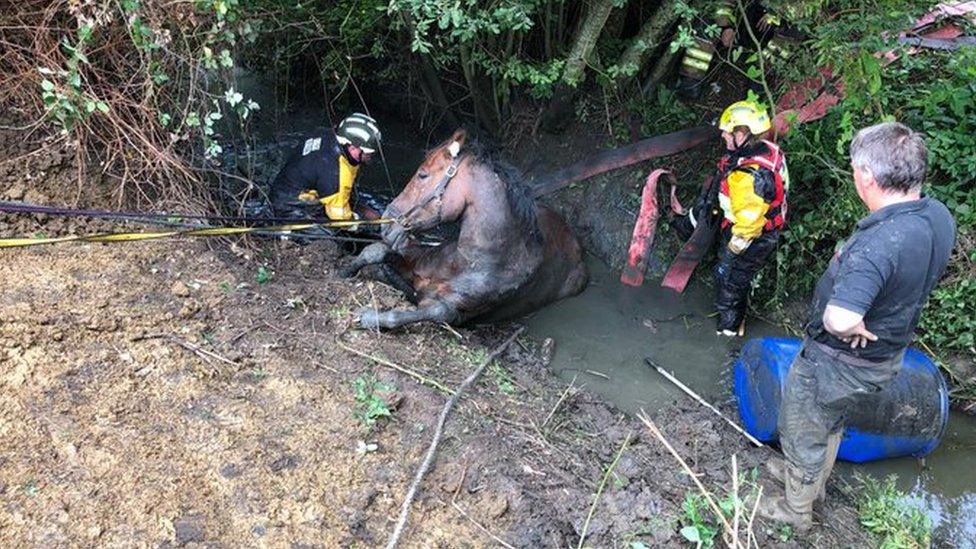 Max the horse in the ditch