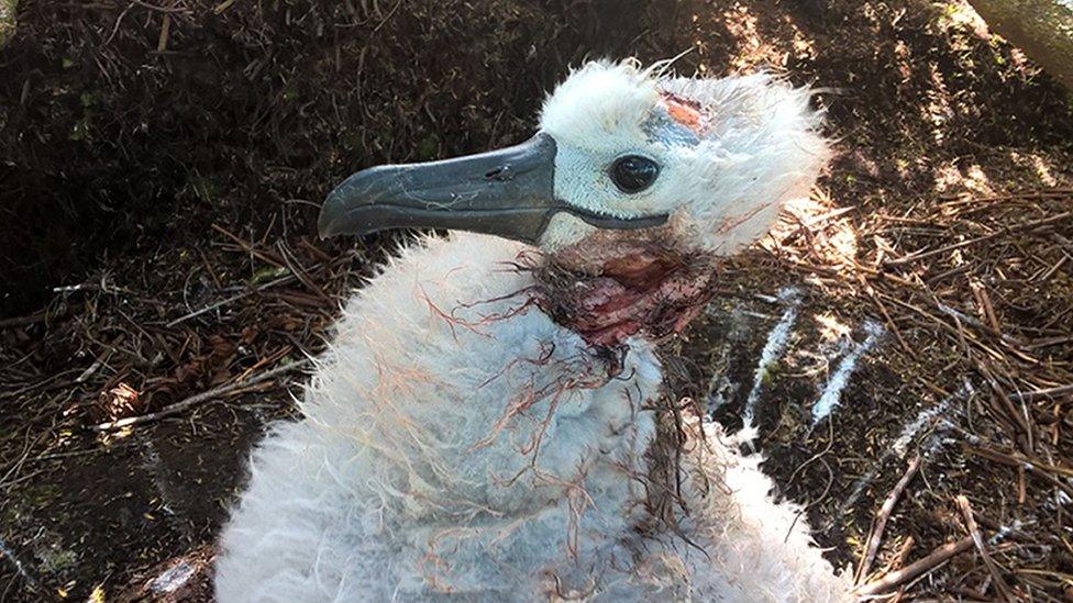 Injuries to an albatrosses after it was attacked by a mouse on the Island of Gough in the South Atlantic