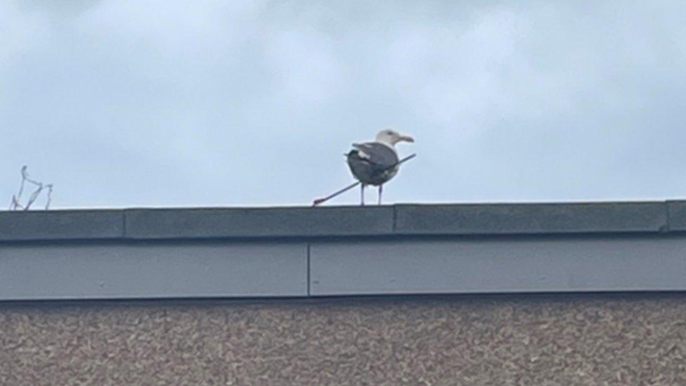 Gull with arrow through wing