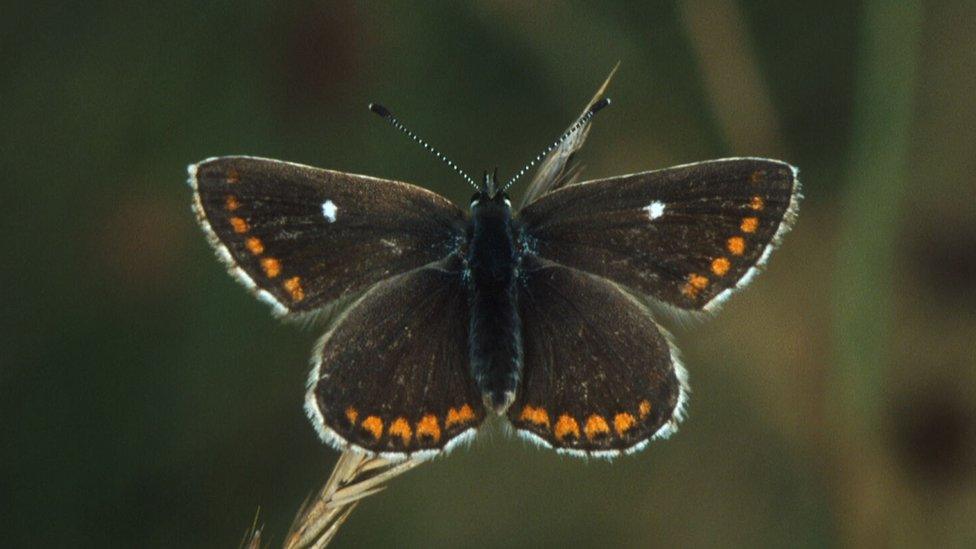 Northern Brown Argus