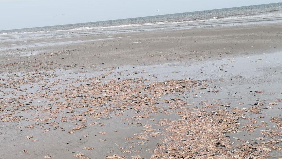 Thousands of starfish found on beach