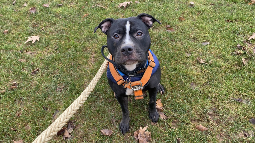 Rocky the XL bully cross staffy