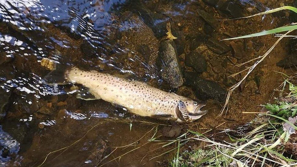 A dead fish in the Callan River