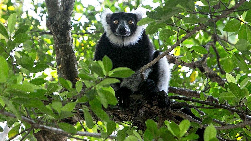 Lemur in Madagascar