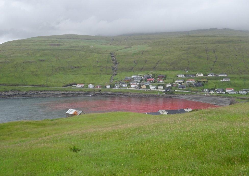 Inhabitants of the Faroe Islands go whaling in the bay in Sandavágur