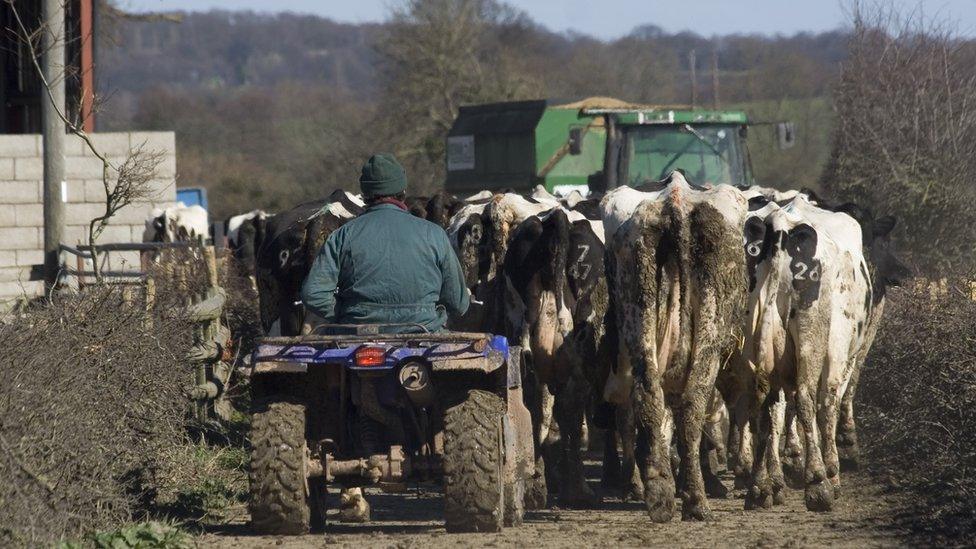 Farmer herding cows in Wales