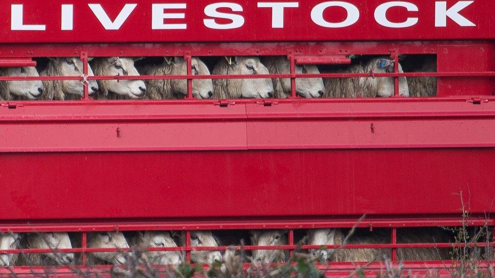 Sheep being transported in a bright red lorry