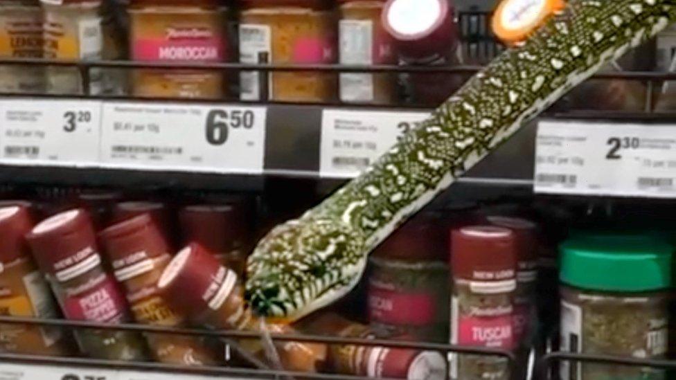 The snake appeared in the spices section