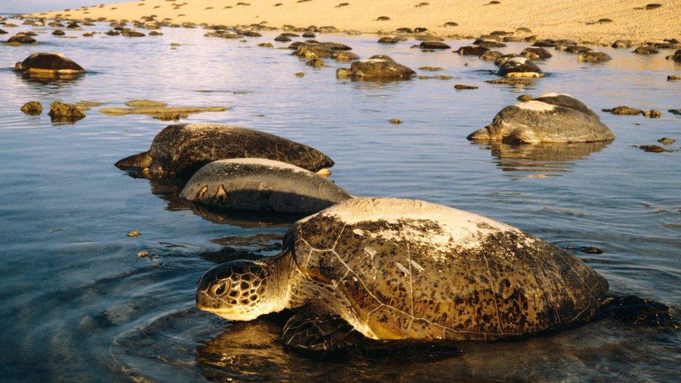 Turtles in Raine Island, Australia