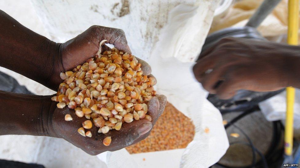 Corn seeds