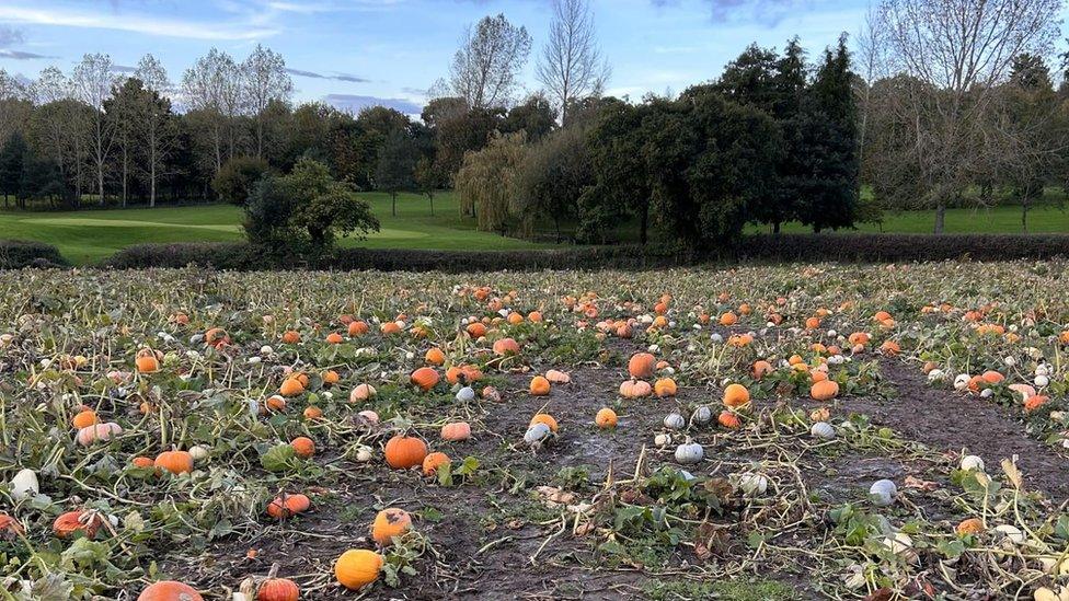 Pumpkin patch