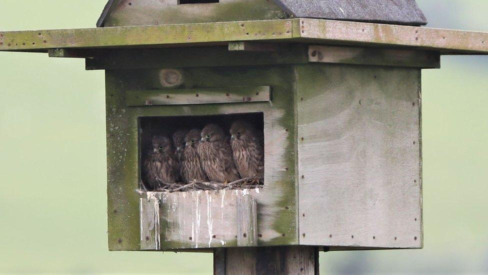 Kestrels