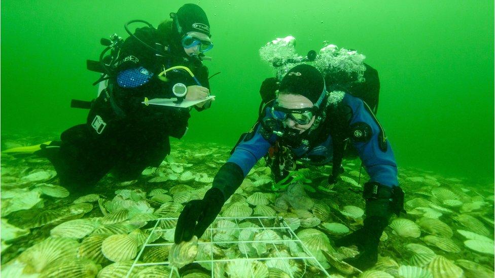 divers placing oysters on reef