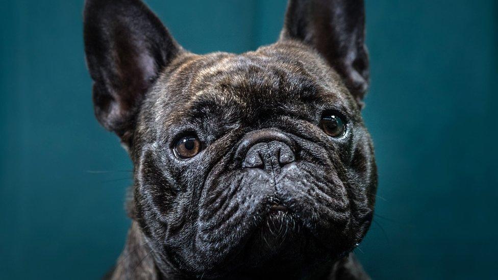 French Bulldog