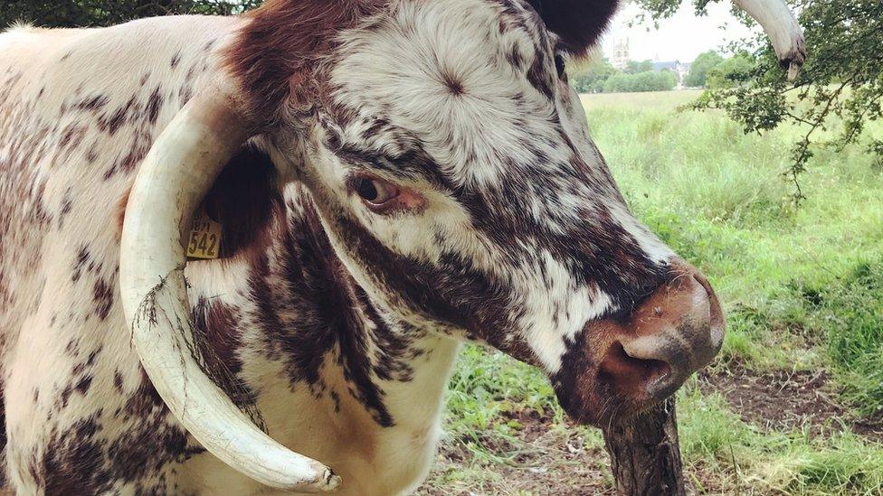 Old English Longhorn cow in Christ Church Meadow