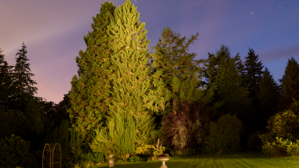 David McCabe's Spruce, Crieff