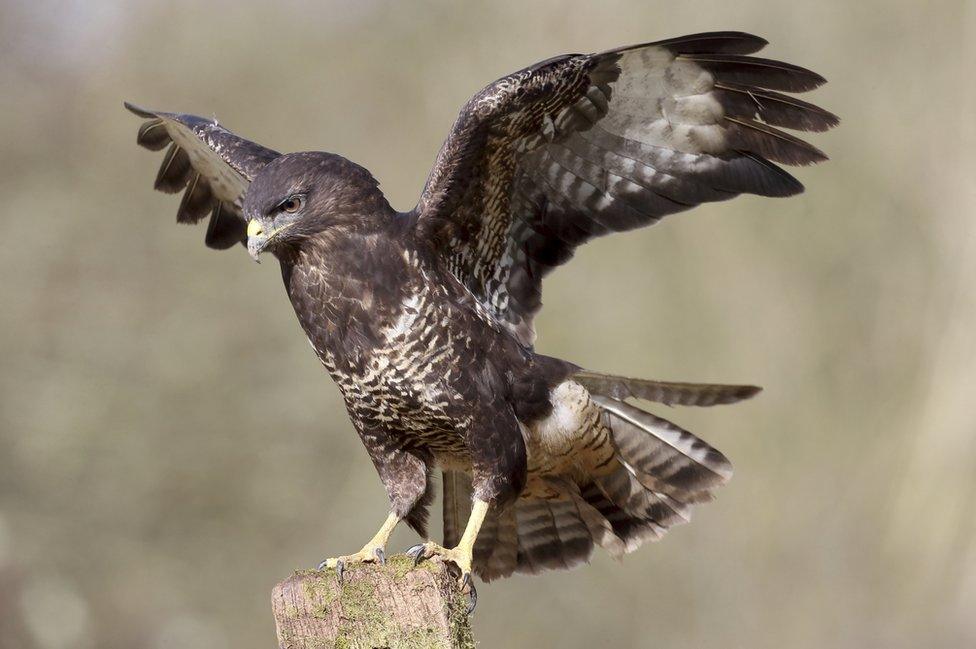 Buzzard landing on a branch