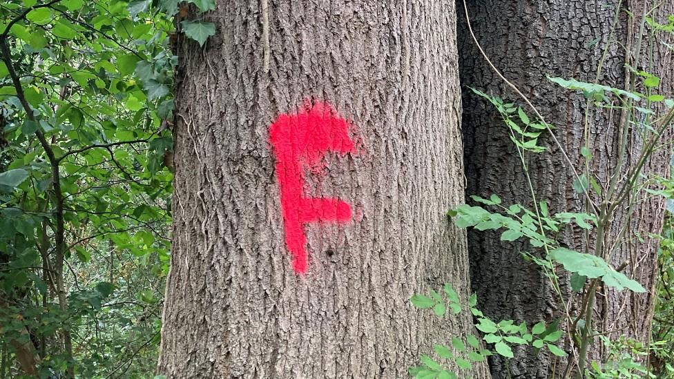 Tree to be felled in Highway Spinney, Leicester