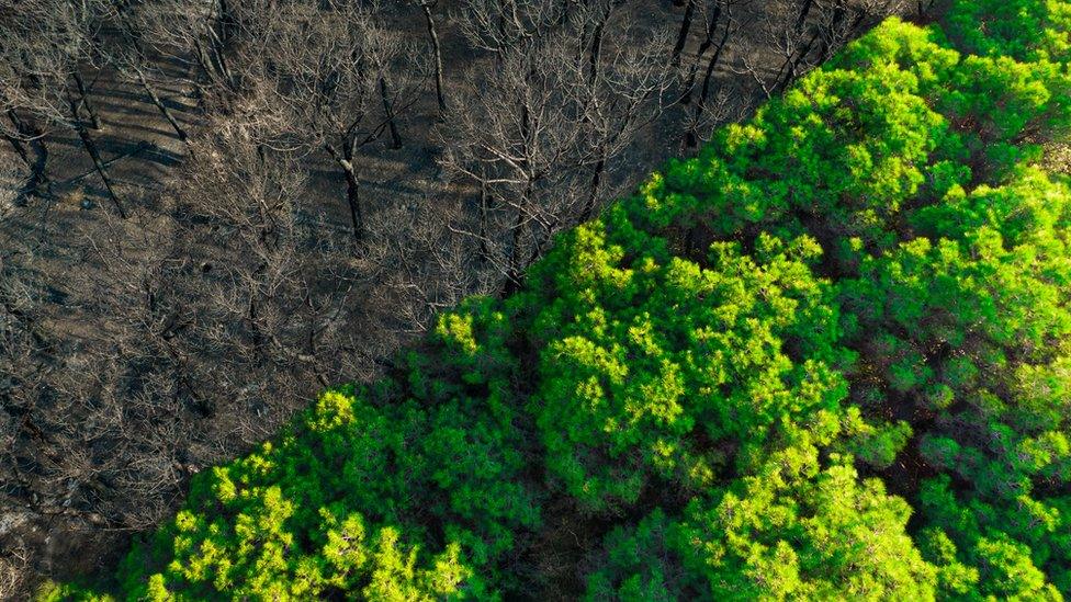 Before and after a devastating wildfire