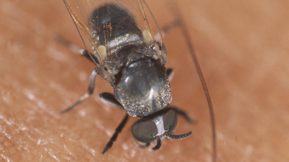 feeding black fly