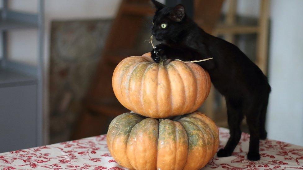 black-cat-on-pumpkin