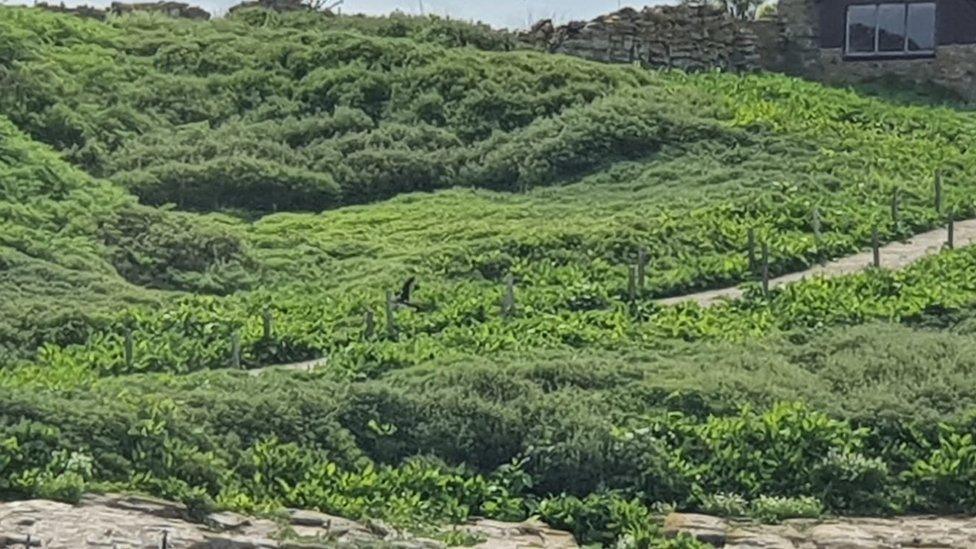 Picture showing overgrown vegetation and a lack of birds