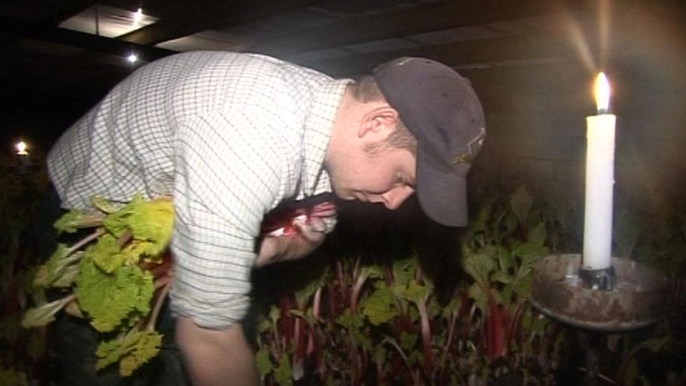 Man picking rhubarb