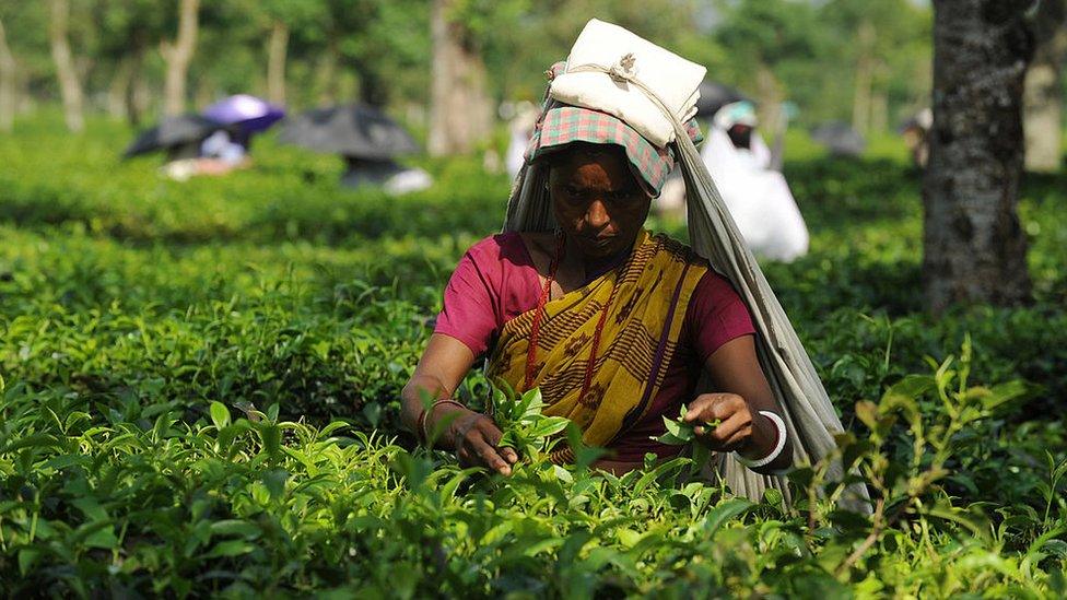 A woman picks tea outside Siliguri, in West Bengal