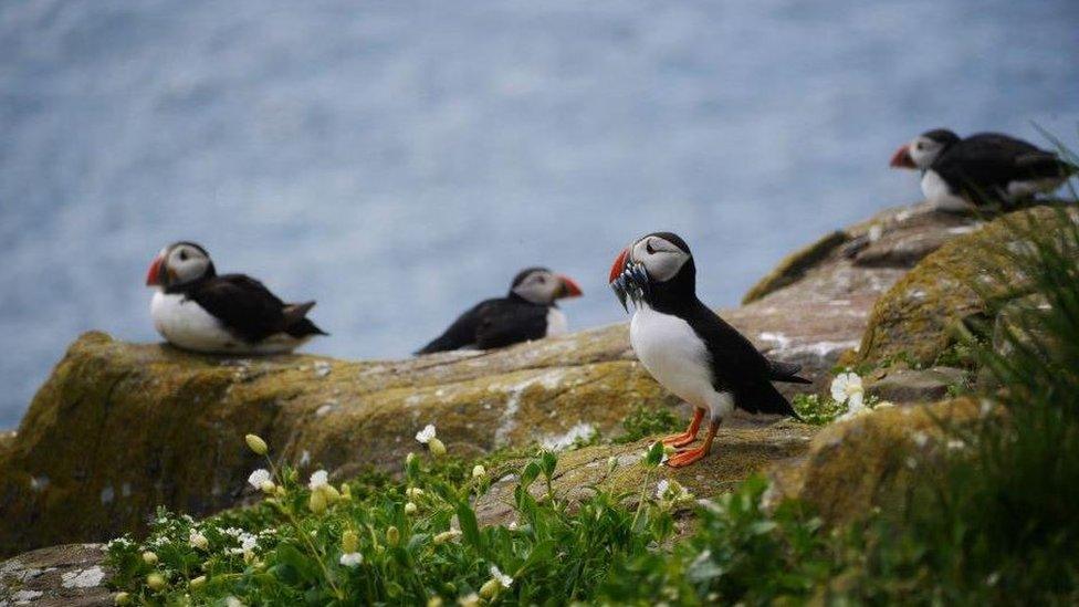 Puffins on a rock