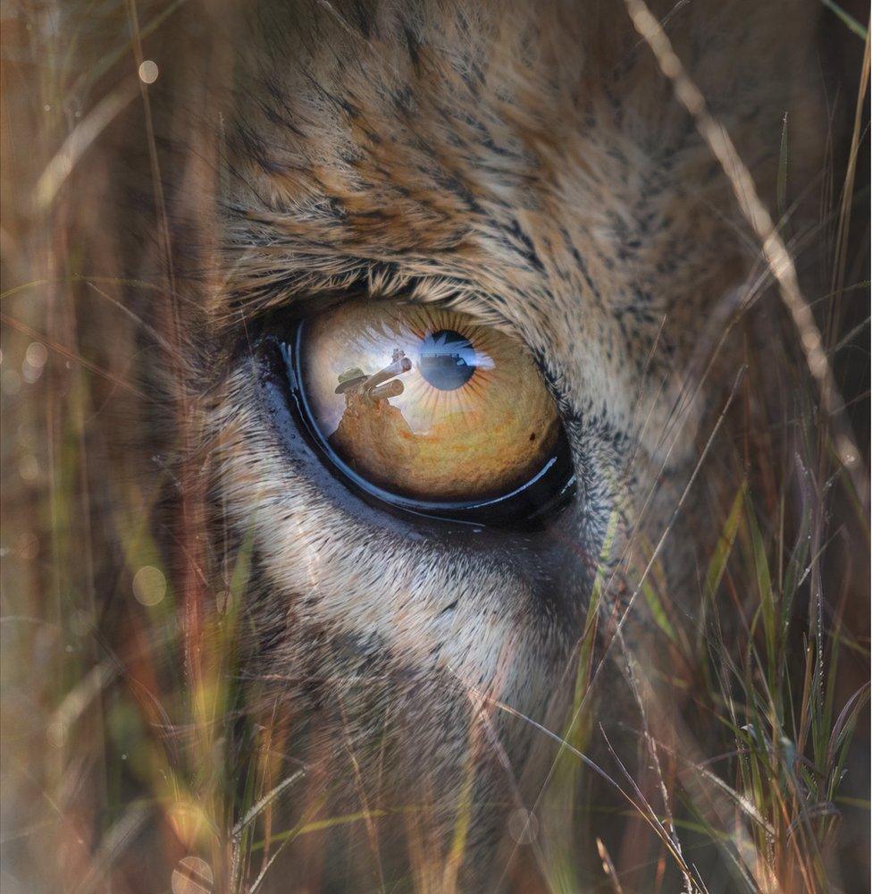 An abstract image of a close up of a lion's eye with a hunter and his gun reflected in the eye