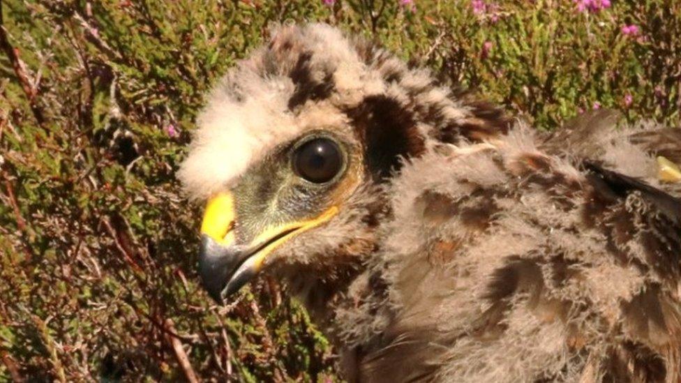 Hen harrier Heulwen