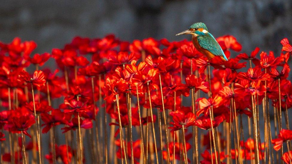 Kingfisher perched in a field of flowers