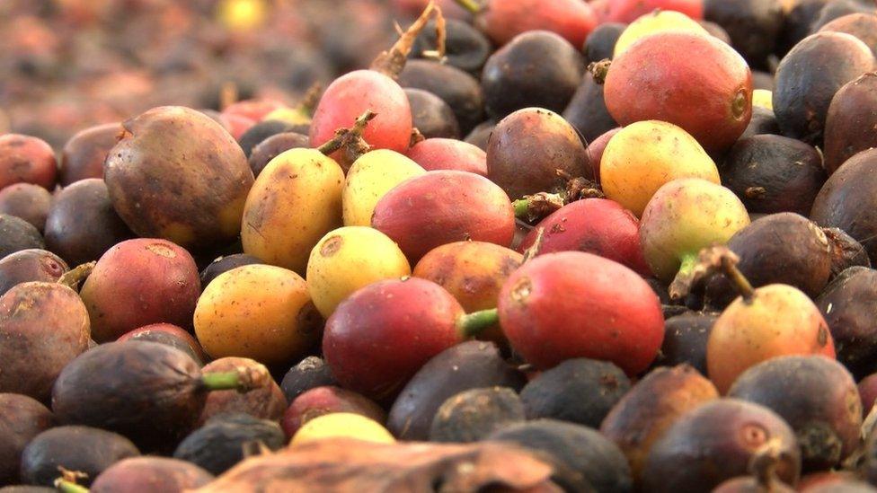 Raw coffee beans in Brazil