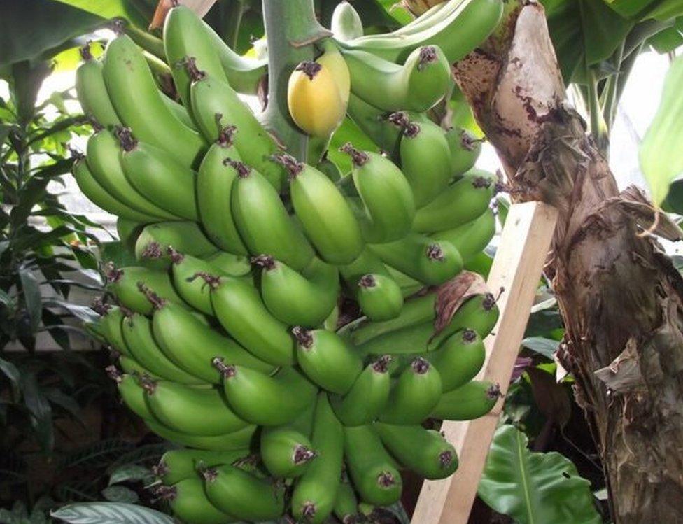 Chatsworth's banana plant