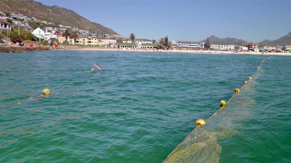 Net and swimmers off Fish Hoek beach, Cape Town, South Africa