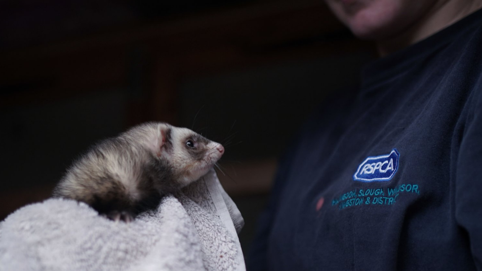 An RSPCA worker holding a ferret