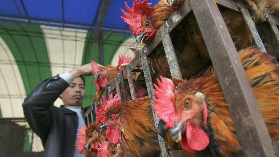 Poultry, China