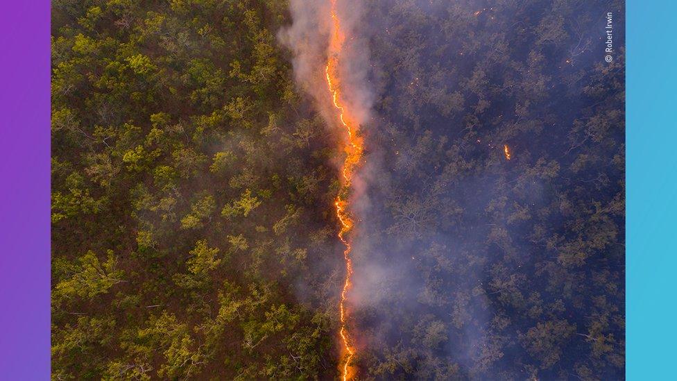 line-of-fire-cutting-through-Australian-woodland