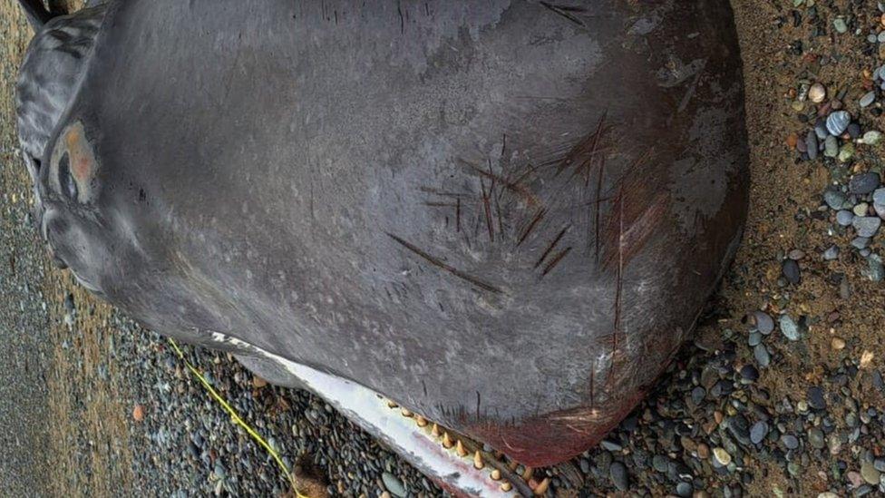 Close up picture of dead whale on beach