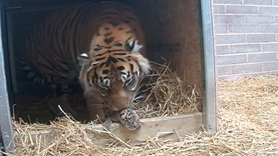 Sumatran tiger