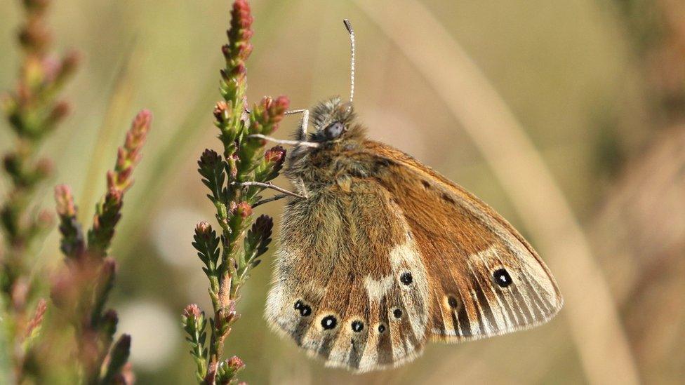 Manchester argus butterfly on plant