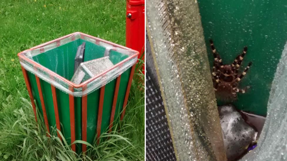 Tarantula inside bin