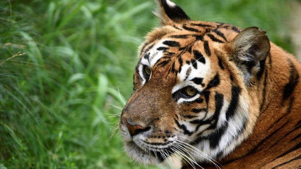 A Bengal tiger at a zoo in the Netherlands, August 2017