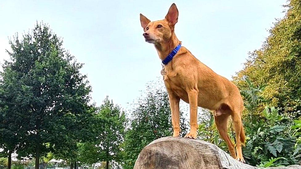 Pip the dog standing on a log