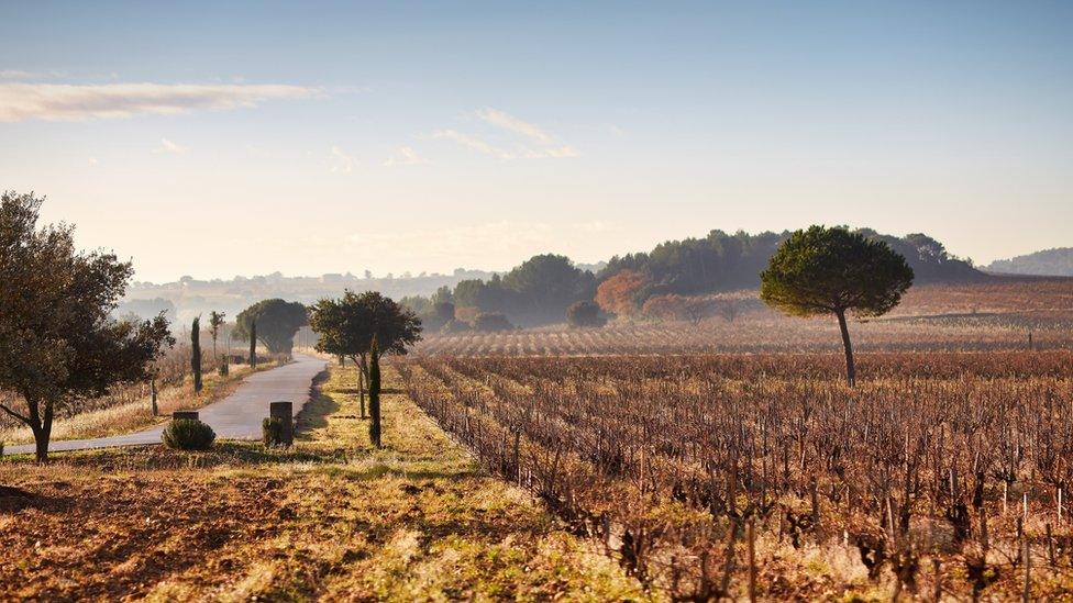 A Beaucastel vineyard in Châteauneuf-du-Pape