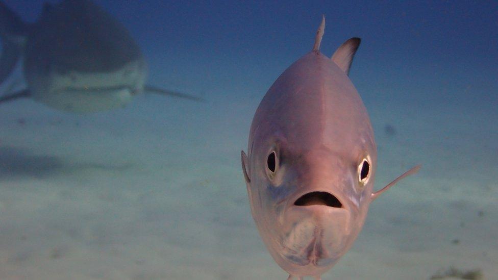 A fish chased by a shark